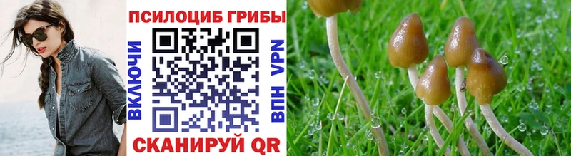 Галлюциногенные грибы Psilocybine cubensis  как найти закладки  Болохово 